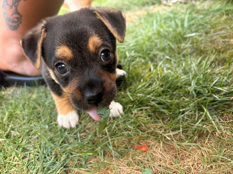 Chihuahua X Girl puppy (last girl left)
