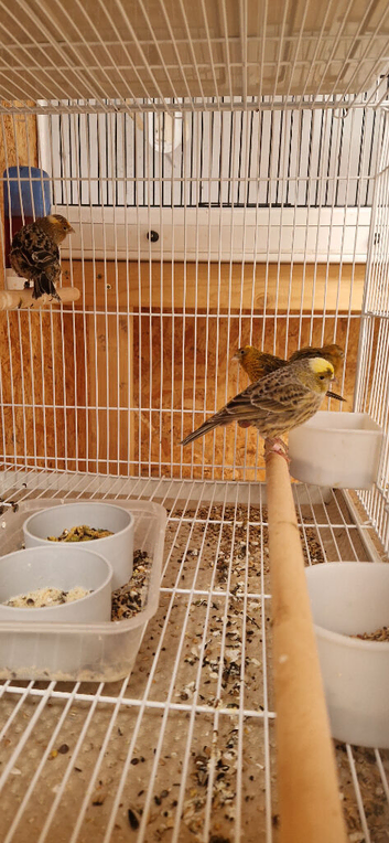 Native Finches & Canaries