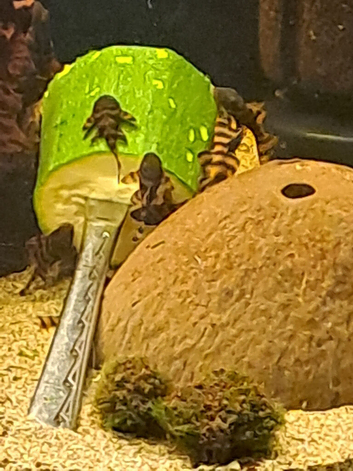 Endler guppies/platties