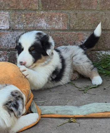 Beautiful Border Collie puppies for sale