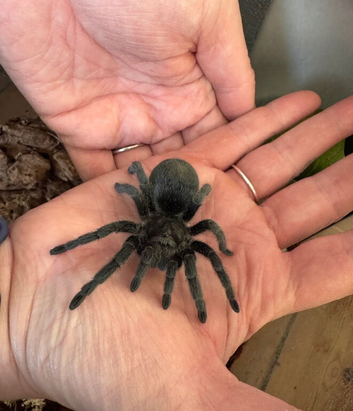 Grammostola Pulchra - Brazilian Black
