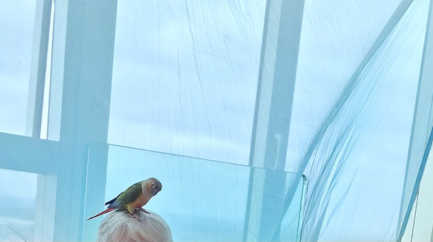 Semi tame conure