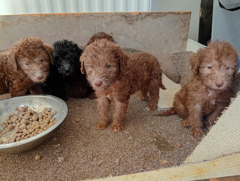 Beddlington terrier pups for sale