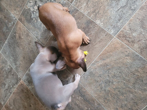 2 french buldogs for saĺe