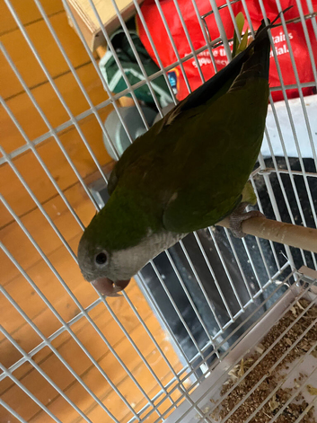 Semi tamed Baby Quaker