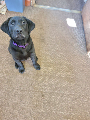 Black labrador puppy from working lines