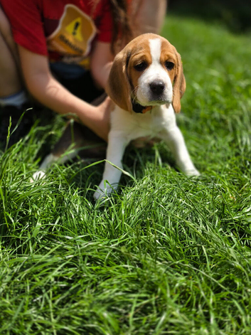 Beagle Puppies Ready for Love!!