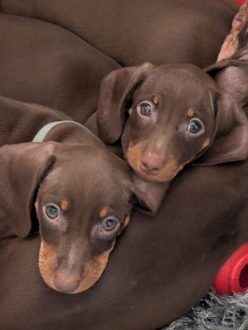 Four stunning puppies