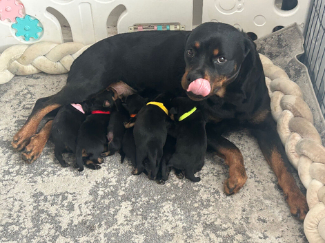 7 Rottweiler puppies