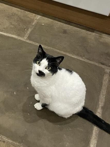 Missing cat - Smudge