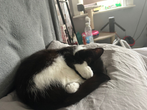 11 month old cat for sale