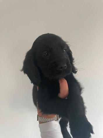 Cockerdor puppy