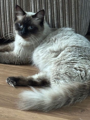 Ragdoll seal point kittens due in 2 days