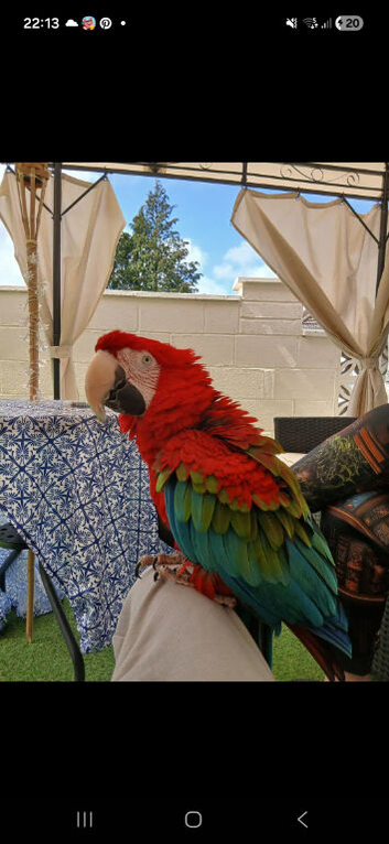 Thinking of rehoming your bird.