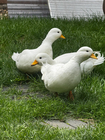 Call drakes ducks