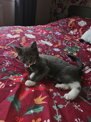 Mixed breed, mixed sex kittens