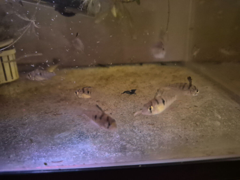 Bolivian Ram Babies