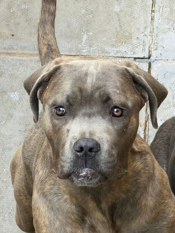 cane corso girl 9 months