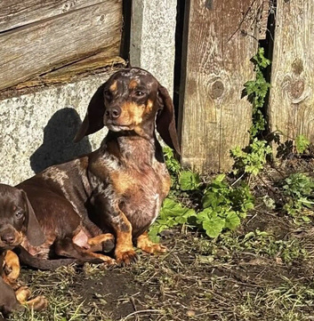 For sale Lola 2 years old dashund girl