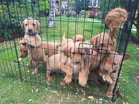 Fox red labs