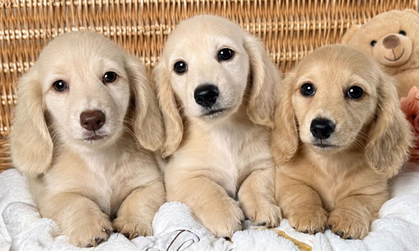 Beautiful Cream Longhaired Puppies