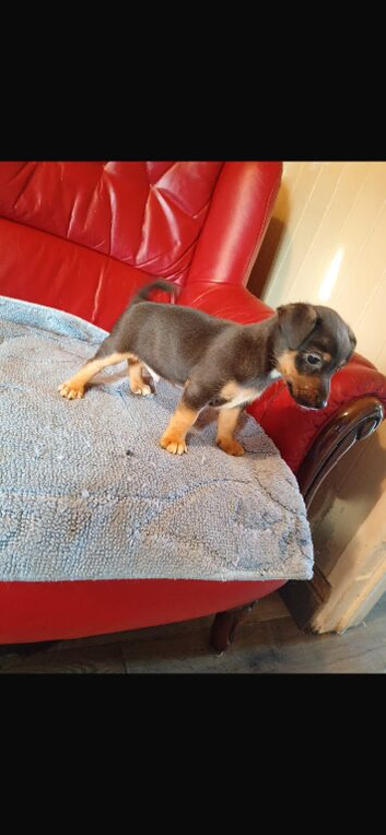 Here I have a beautiful litter of Jack Russell puppies