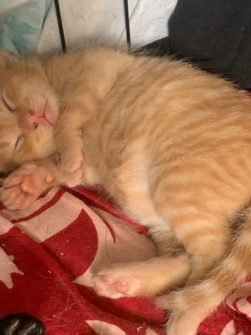 Kittens looking for ever homes