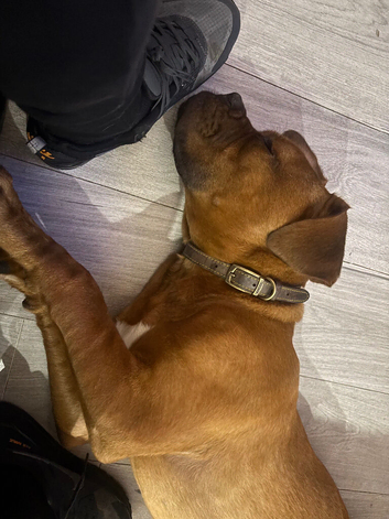 Dog 7 months old bull mastiff cross Dog Bordeaux