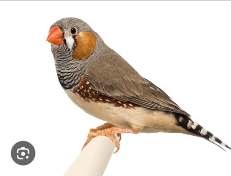 Young zebra finches for sale