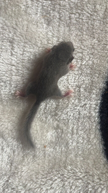 African pygmy dormice (micro squirrels)