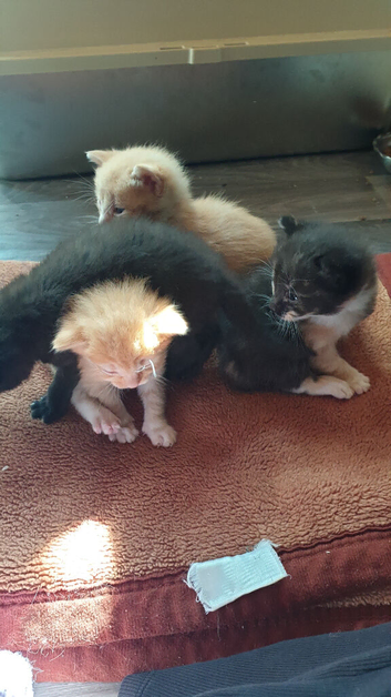 8 week old kittens for sale