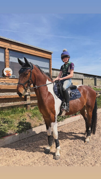 15.3hh Cob x Riding Gelding