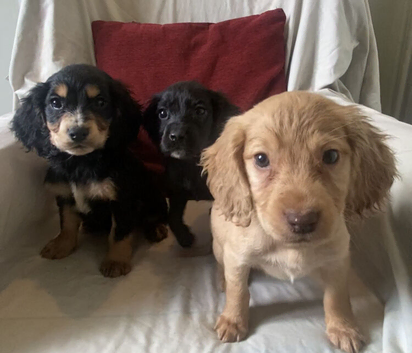 KC reg stunning cocker spaniel puppies