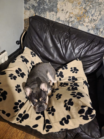 Male 13 month old Frenchie