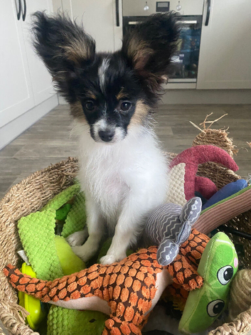 Stunning Boy papillon