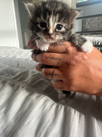 Ragdoll cross kittens for sale (full ragdoll mum) &pound;275