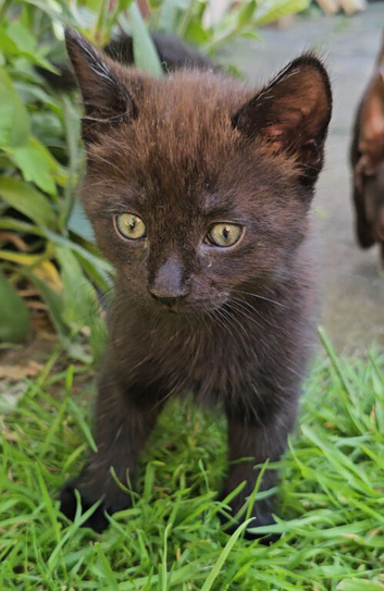 Kittens looking for a loving home