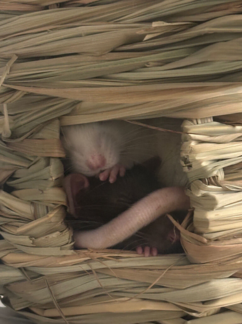2 male rats and cage