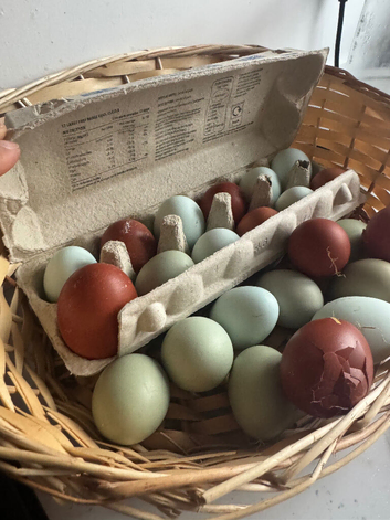 FRESH FREE RANGE EGGS