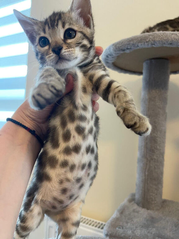 6 Beautiful Pure bengal kittens