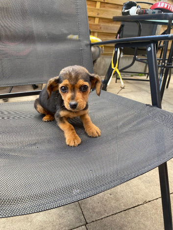 Jack russel x dashhund puppy