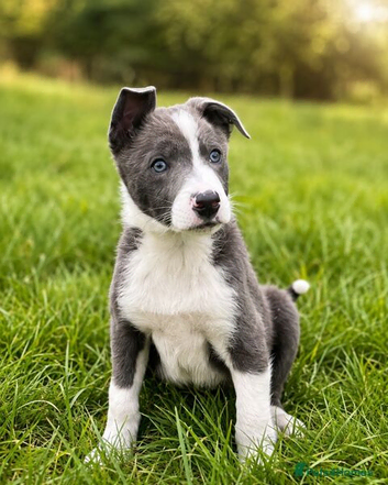 Lilac/grey an white collie pups