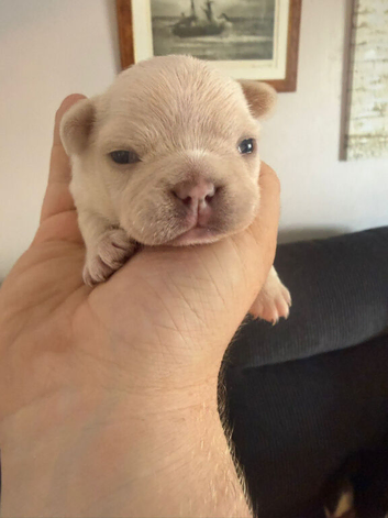 Beautiful Half-Fluffy French Bulldog Cross Puppies