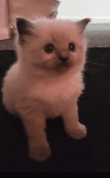 Kitten