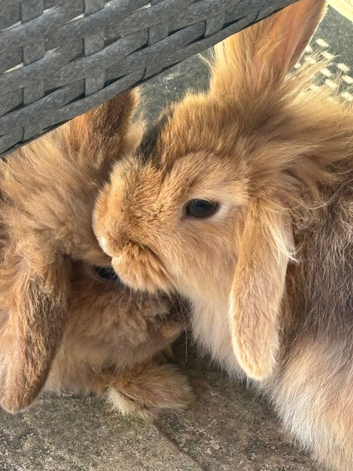 2 1 year old lionhead lops