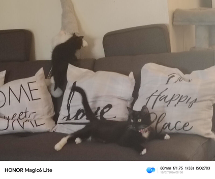 KITTENS TWO BLACK GIRLS FULL OF LIFE