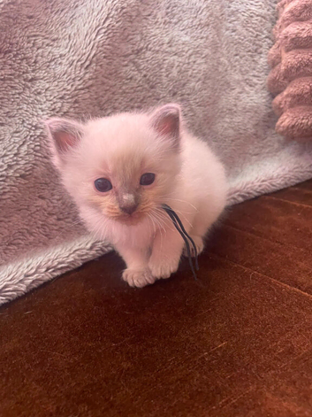 5 Little clouds looking for new homes
