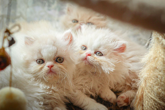 Stunning fluffy girls