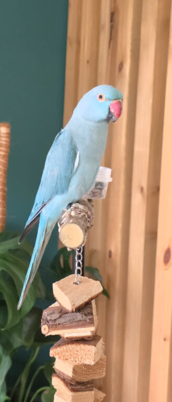 Indian ringneck looking for new home