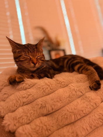 kitten for sale